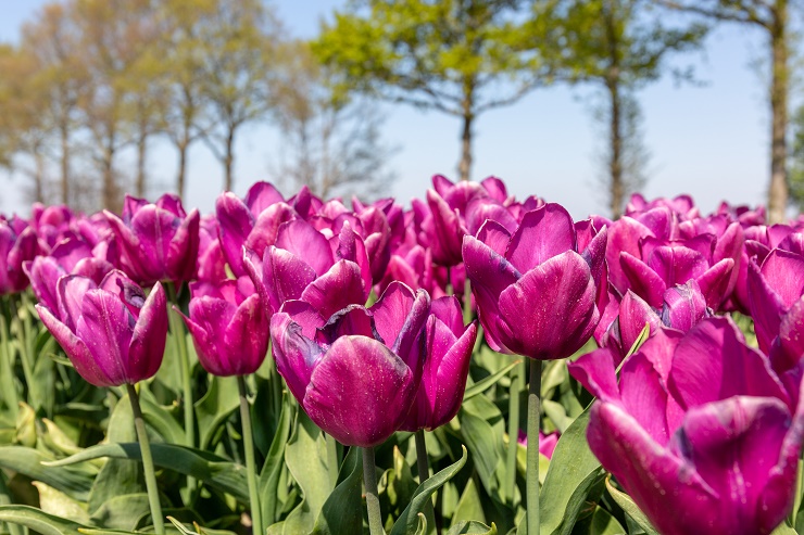 tulpen